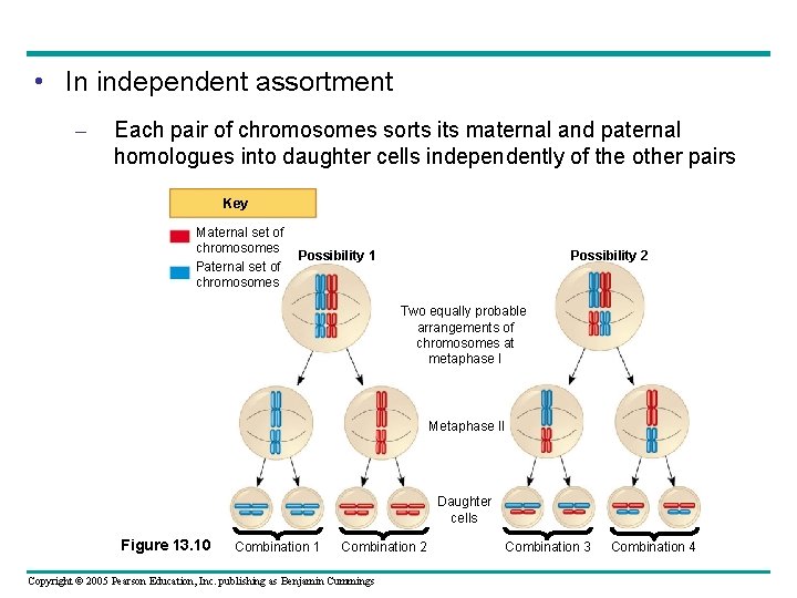  • In independent assortment – Each pair of chromosomes sorts its maternal and