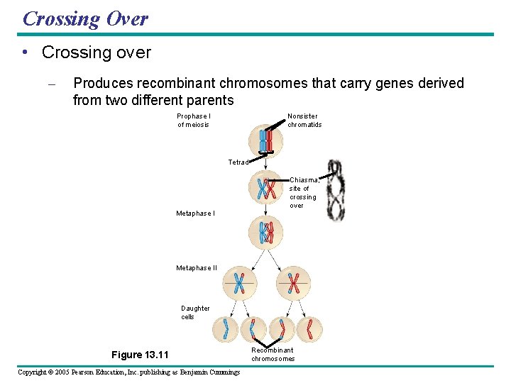 Crossing Over • Crossing over – Produces recombinant chromosomes that carry genes derived from