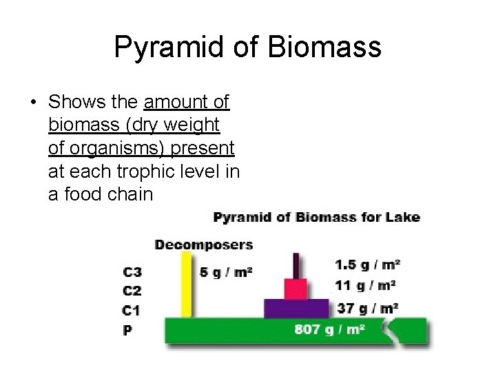 Pyramid of Biomass • Shows the amount of biomass (dry weight of organisms) present