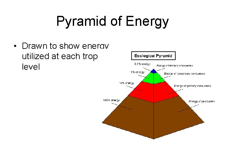 Pyramid of Energy • Drawn to show energy utilized at each trophic level 