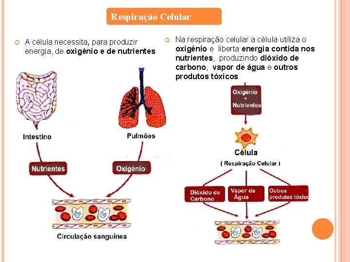 Respiração Celular A célula necessita, para produzir energia, de oxigénio e de nutrientes Na