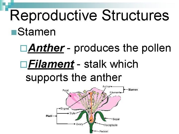 Reproductive Structures n Stamen ¨Anther - produces the pollen ¨Filament - stalk which supports
