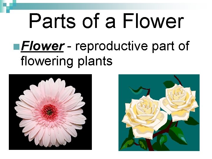 Parts of a Flower n Flower - reproductive part of flowering plants 
