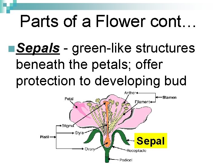 Parts of a Flower cont… n Sepals - green-like structures beneath the petals; offer