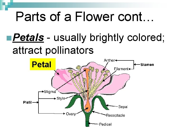 Parts of a Flower cont… n Petals - usually brightly colored; attract pollinators Petal