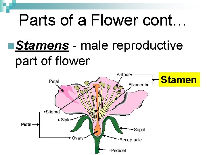 Parts of a Flower cont… n Stamens - male reproductive part of flower Stamen