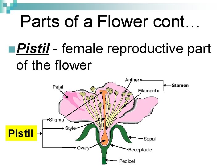 Parts of a Flower cont… n Pistil - female reproductive part of the flower