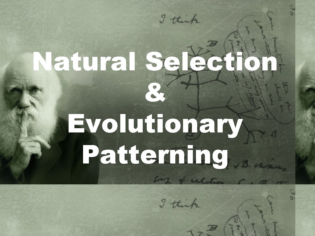Natural Selection & Evolutionary Patterning 