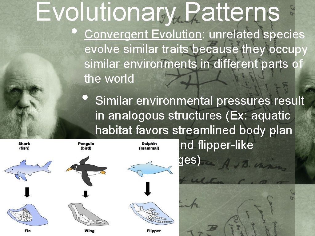 Evolutionary Patterns • Convergent Evolution: unrelated species evolve similar traits because they occupy similar