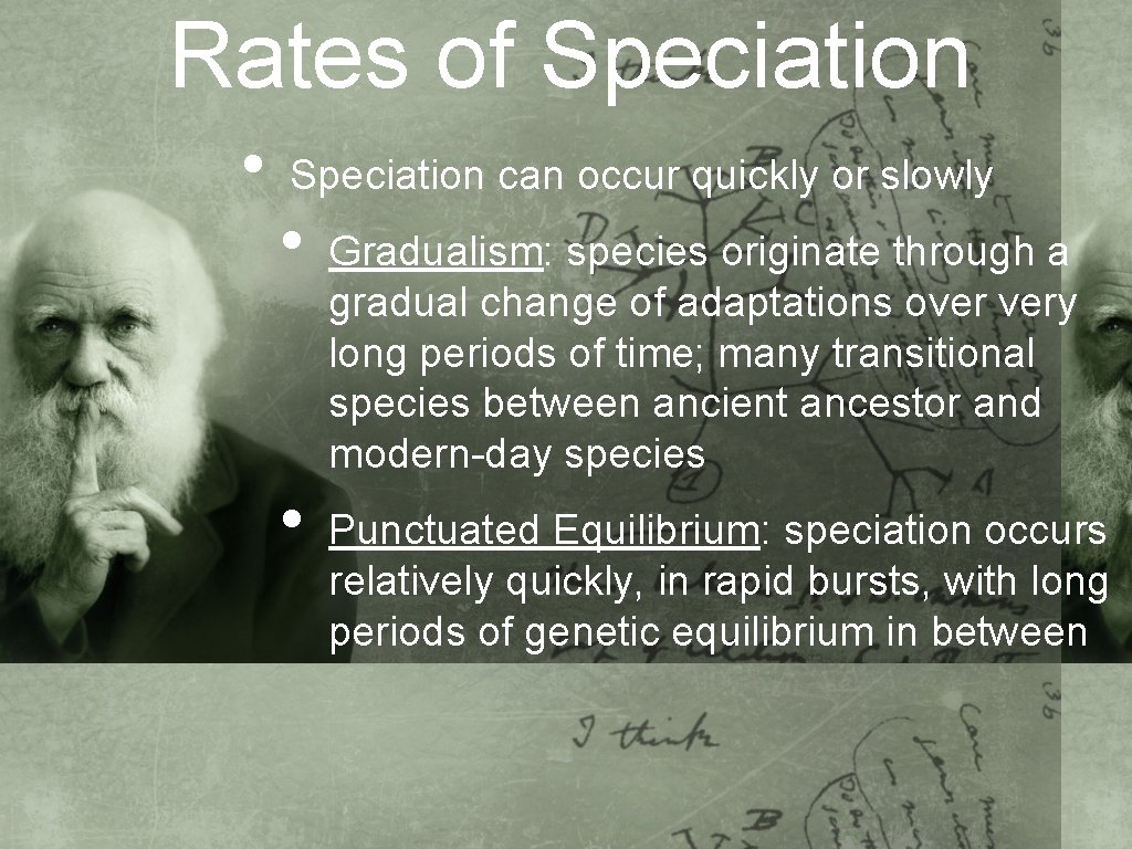 Rates of Speciation • Speciation can occur quickly or slowly • • Gradualism: species
