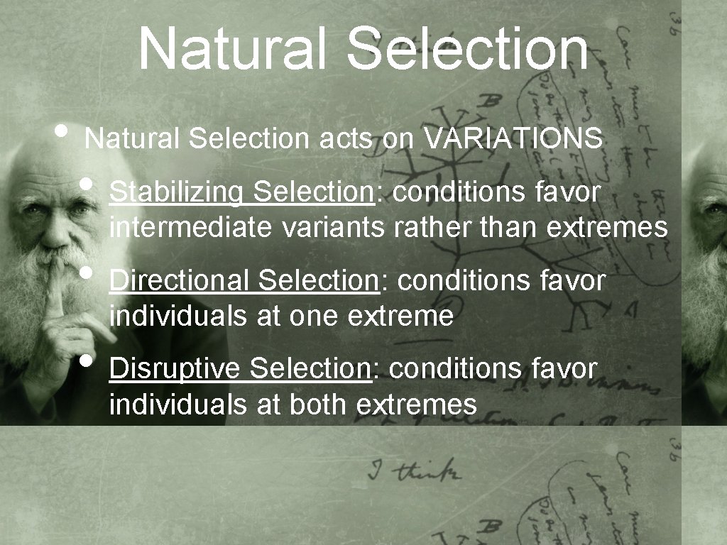 Natural Selection • Natural Selection acts on VARIATIONS • Stabilizing Selection: conditions favor intermediate