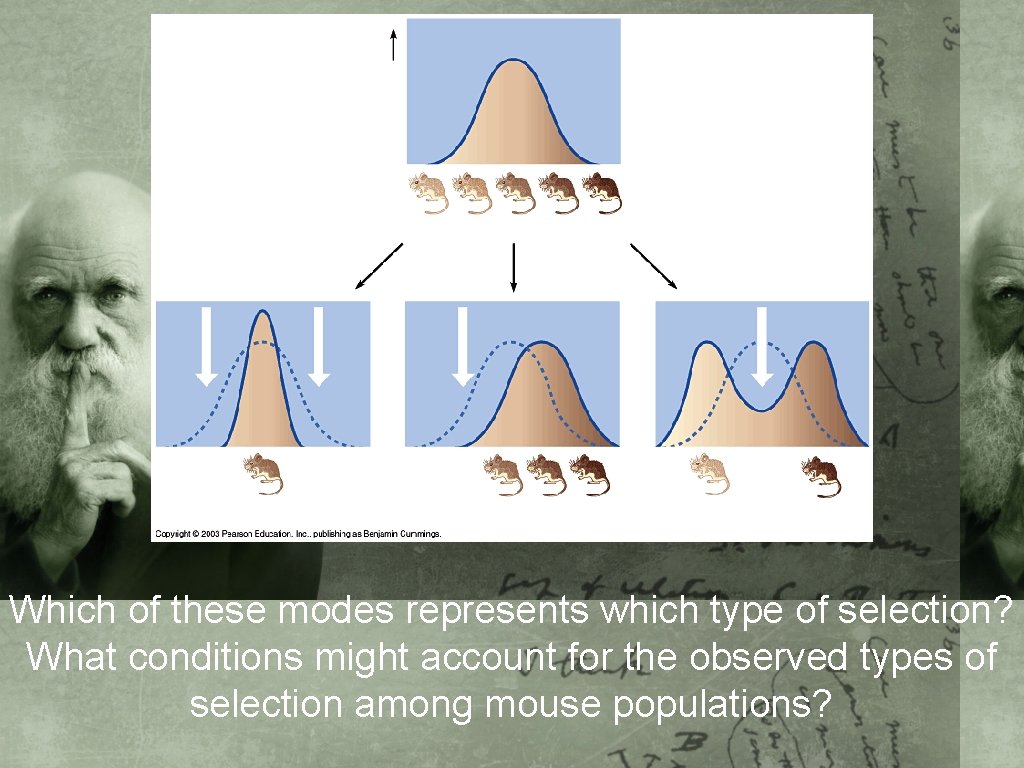 Which of these modes represents which type of selection? What conditions might account for