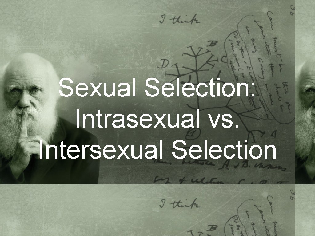 Sexual Selection: Intrasexual vs. Intersexual Selection 