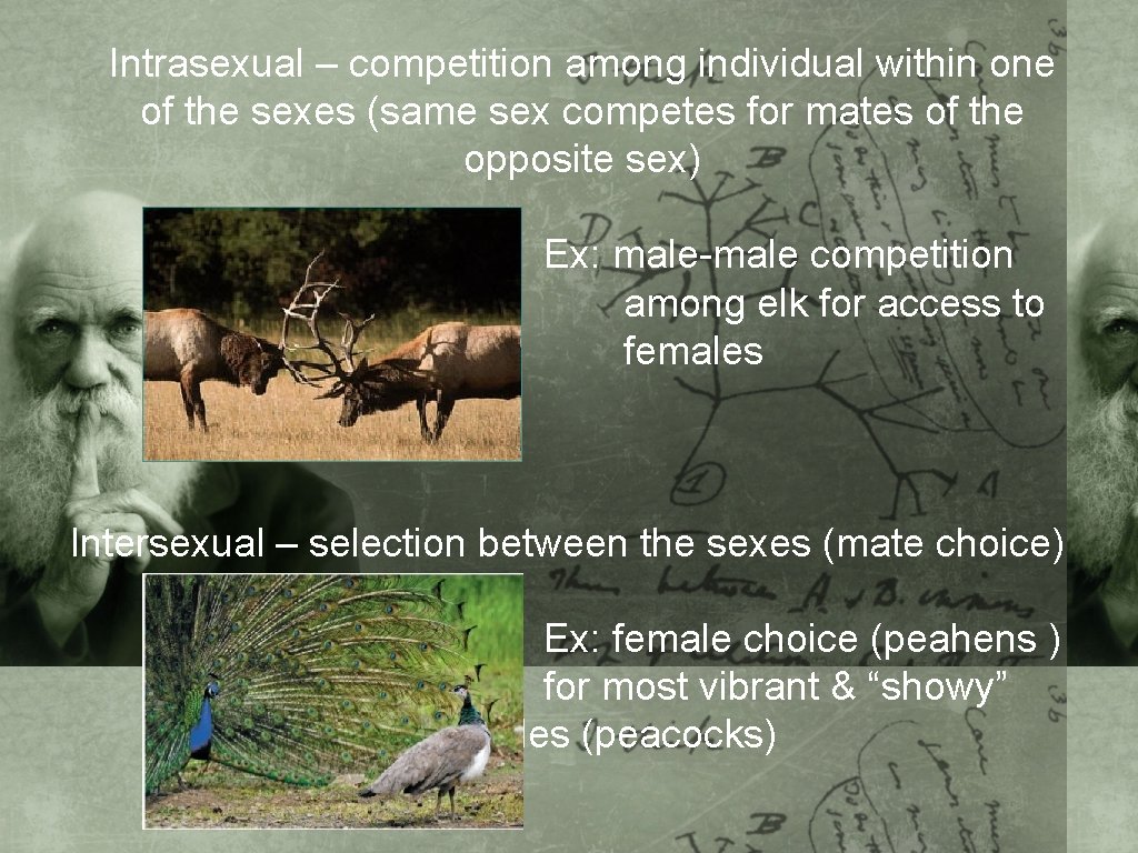 Intrasexual – competition among individual within one of the sexes (same sex competes for