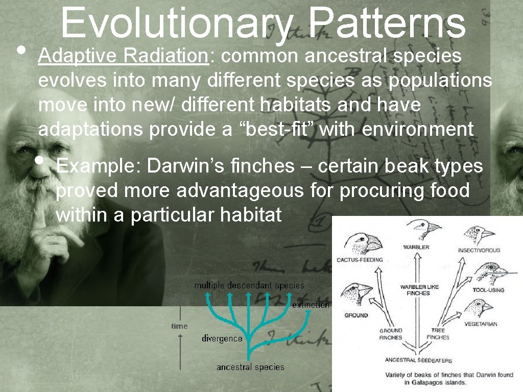  • Evolutionary Patterns Adaptive Radiation: common ancestral species evolves into many different species
