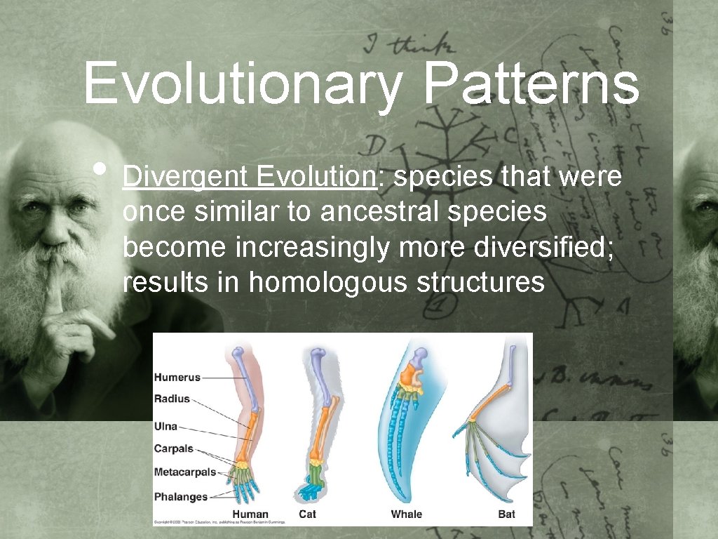 Evolutionary Patterns • Divergent Evolution: species that were once similar to ancestral species become