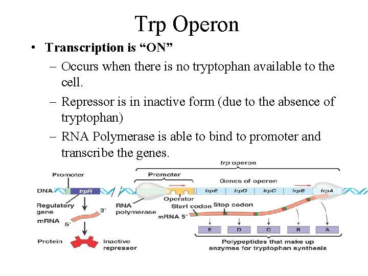 Trp Operon • Transcription is “ON” – Occurs when there is no tryptophan available