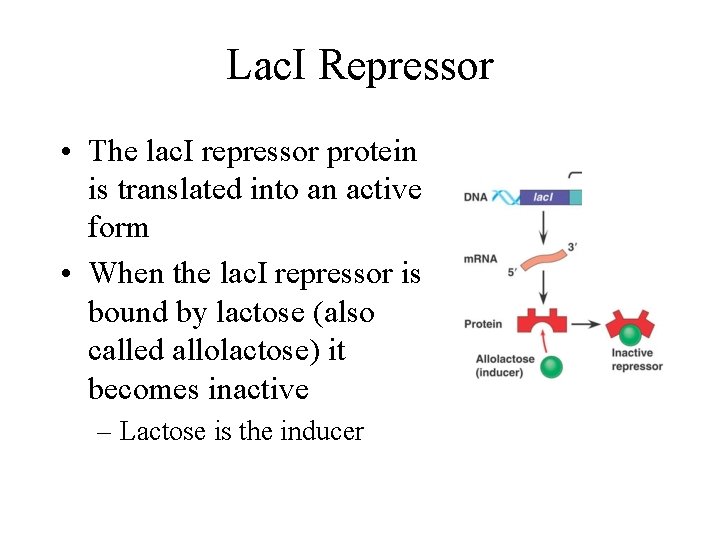 Lac. I Repressor • The lac. I repressor protein is translated into an active