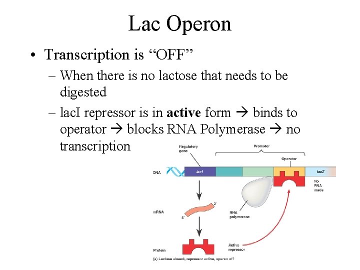 Lac Operon • Transcription is “OFF” – When there is no lactose that needs
