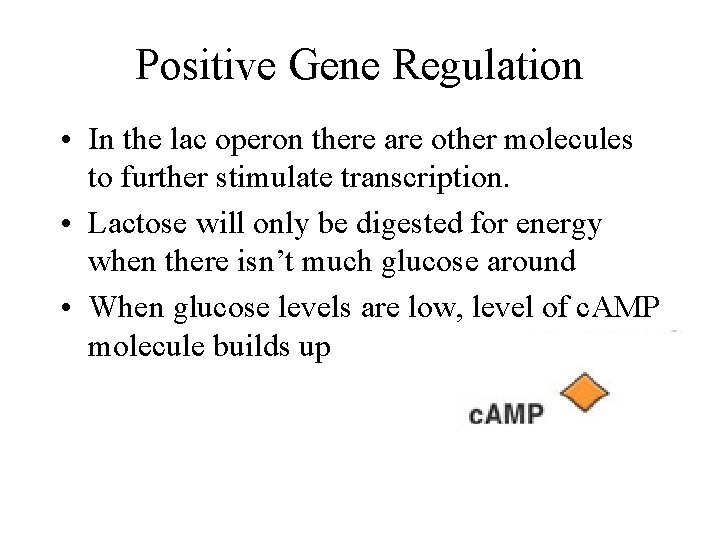 Positive Gene Regulation • In the lac operon there are other molecules to further