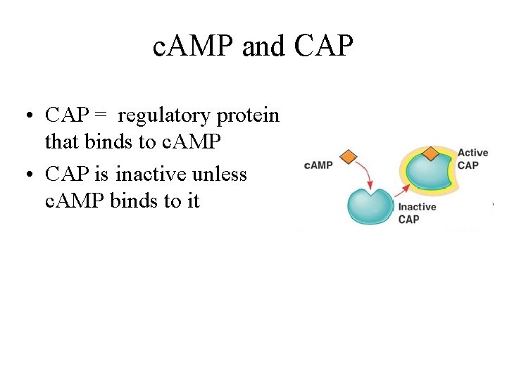 c. AMP and CAP • CAP = regulatory protein that binds to c. AMP