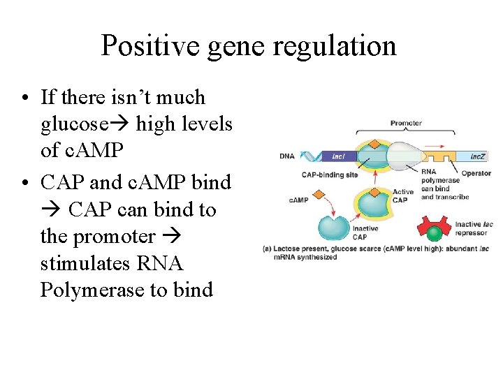 Positive gene regulation • If there isn’t much glucose high levels of c. AMP