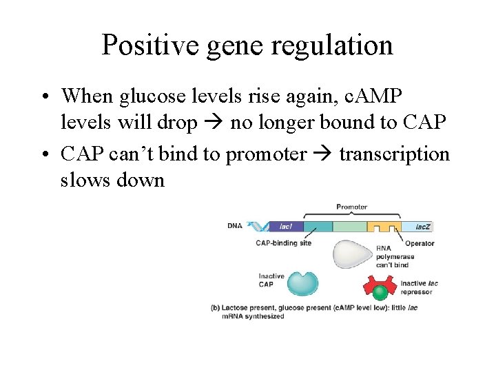 Positive gene regulation • When glucose levels rise again, c. AMP levels will drop