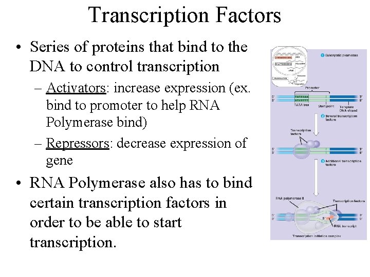 Transcription Factors • Series of proteins that bind to the DNA to control transcription