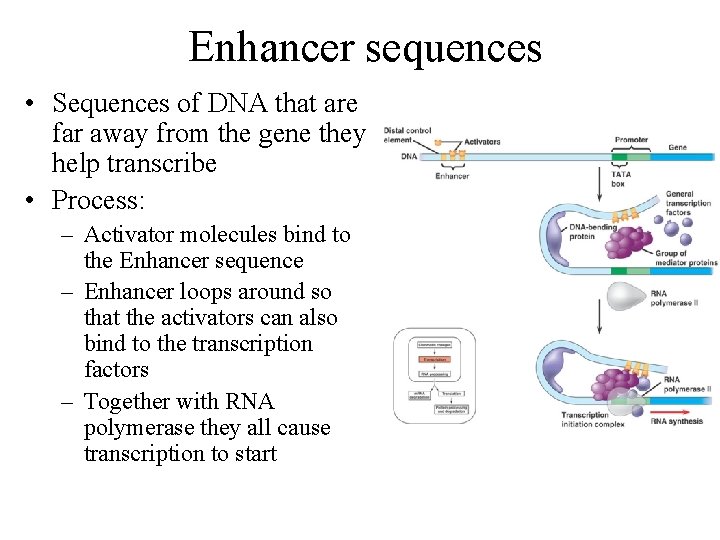 Enhancer sequences • Sequences of DNA that are far away from the gene they