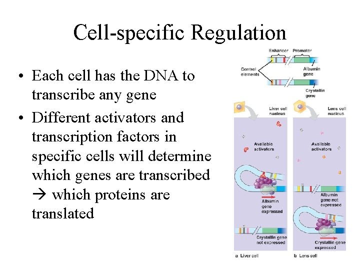 Cell-specific Regulation • Each cell has the DNA to transcribe any gene • Different