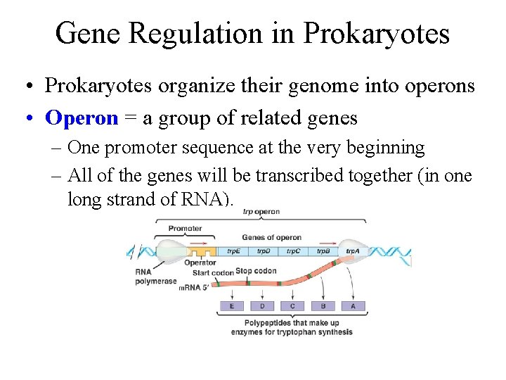 Gene Regulation in Prokaryotes • Prokaryotes organize their genome into operons • Operon =