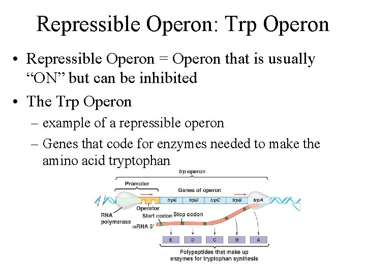 Repressible Operon: Trp Operon • Repressible Operon = Operon that is usually “ON” but