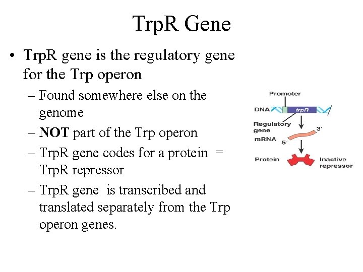 Trp. R Gene • Trp. R gene is the regulatory gene for the Trp