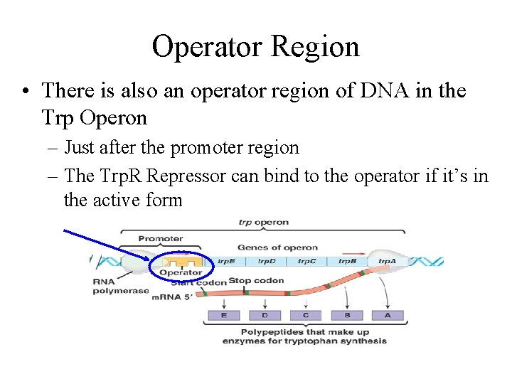 Operator Region • There is also an operator region of DNA in the Trp