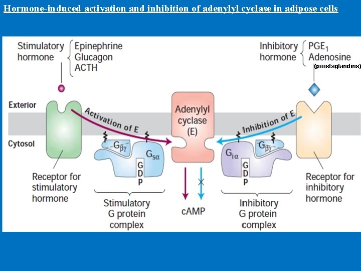 Hormone-induced activation and inhibition of adenylyl cyclase in adipose cells (prostaglandins) 