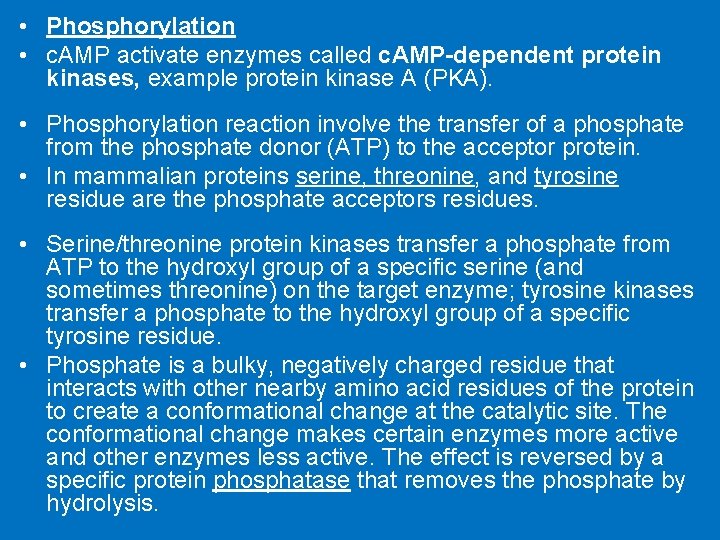  • Phosphorylation • c. AMP activate enzymes called c. AMP-dependent protein kinases, example