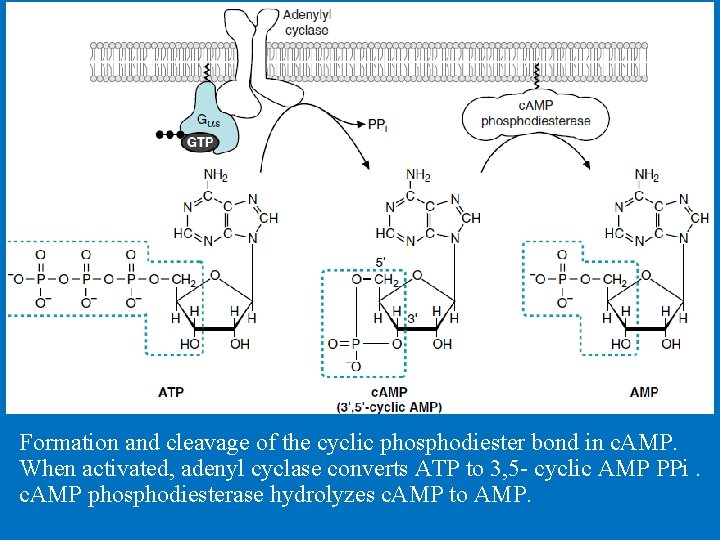 Formation and cleavage of the cyclic phosphodiester bond in c. AMP. When activated, adenyl