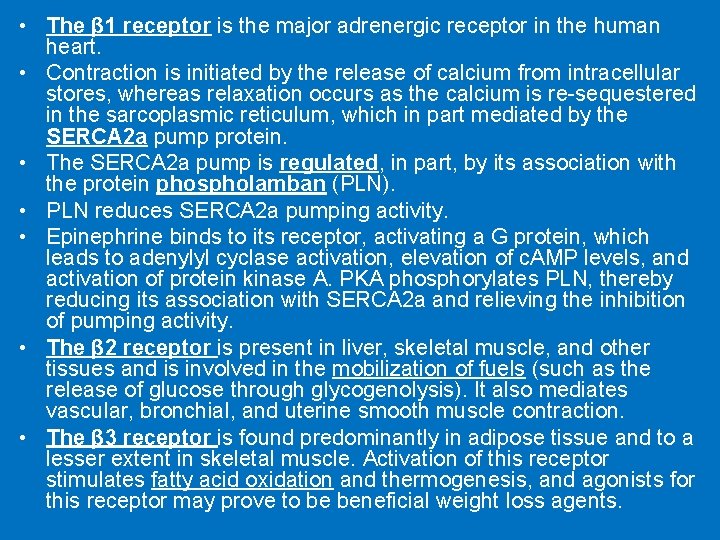  • The β 1 receptor is the major adrenergic receptor in the human