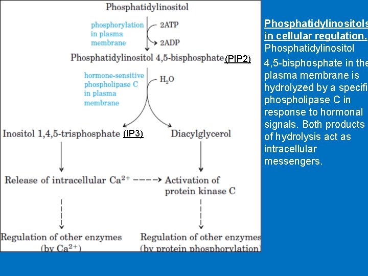 (PIP 2) (IP 3) Phosphatidylinositols in cellular regulation. Phosphatidylinositol 4, 5 -bisphosphate in the