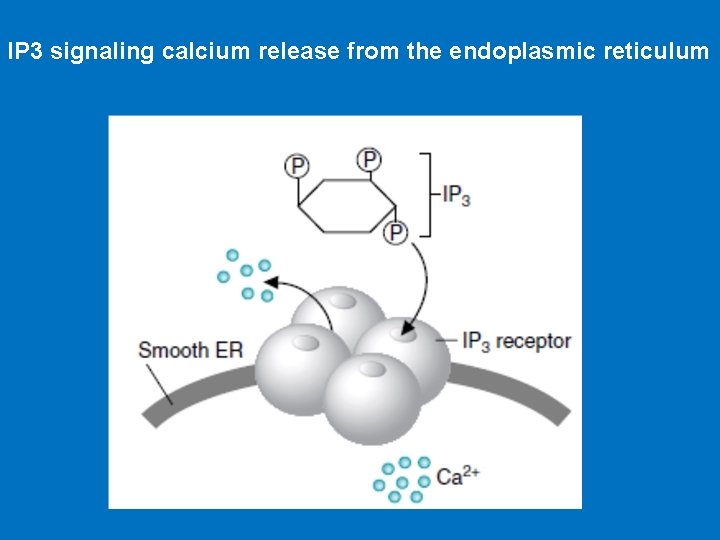 IP 3 signaling calcium release from the endoplasmic reticulum 