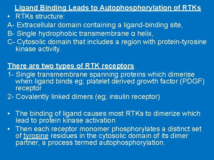 Ligand Binding Leads to Autophosphorylation of RTKs • RTKs structure: A- Extracellular domain containing