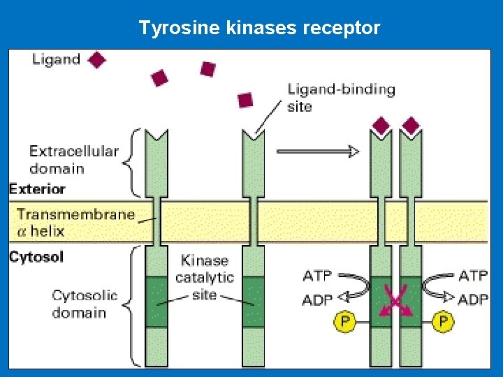 Tyrosine kinases receptor 