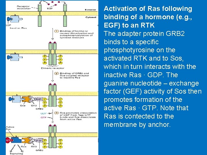 Activation of Ras following binding of a hormone (e. g. , EGF) to an