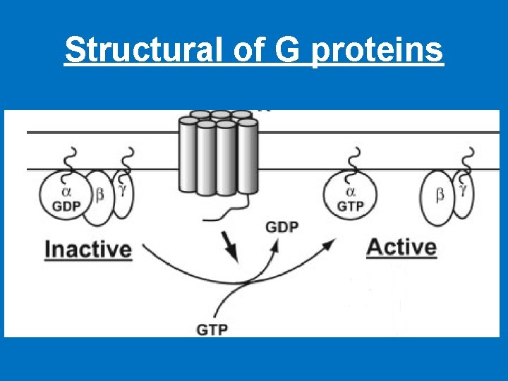 Structural of G proteins 