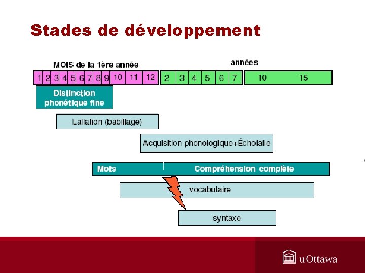 Stades de développement 