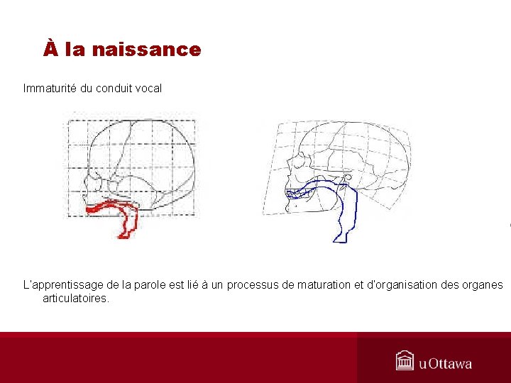 À la naissance Immaturité du conduit vocal L’apprentissage de la parole est lié à