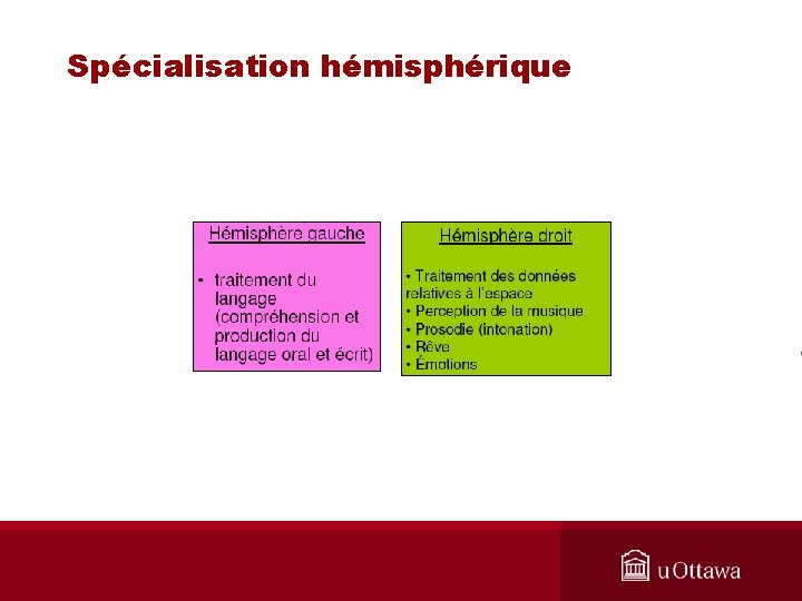 Spécialisation hémisphérique 