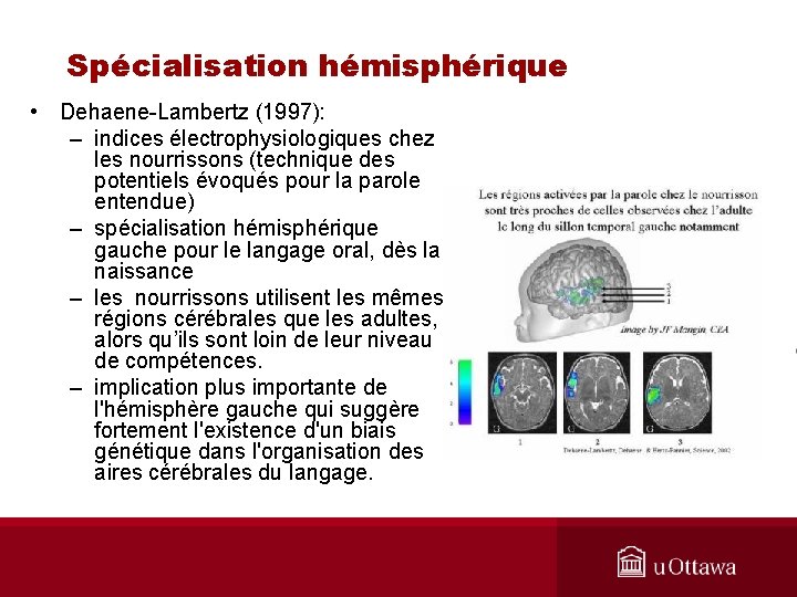 Spécialisation hémisphérique • Dehaene-Lambertz (1997): – indices électrophysiologiques chez les nourrissons (technique des potentiels