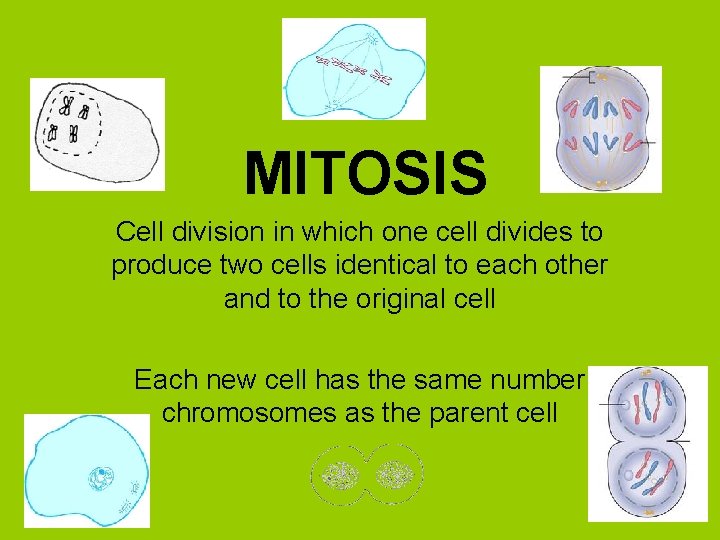 MITOSIS Cell division in which one cell divides to produce two cells identical to