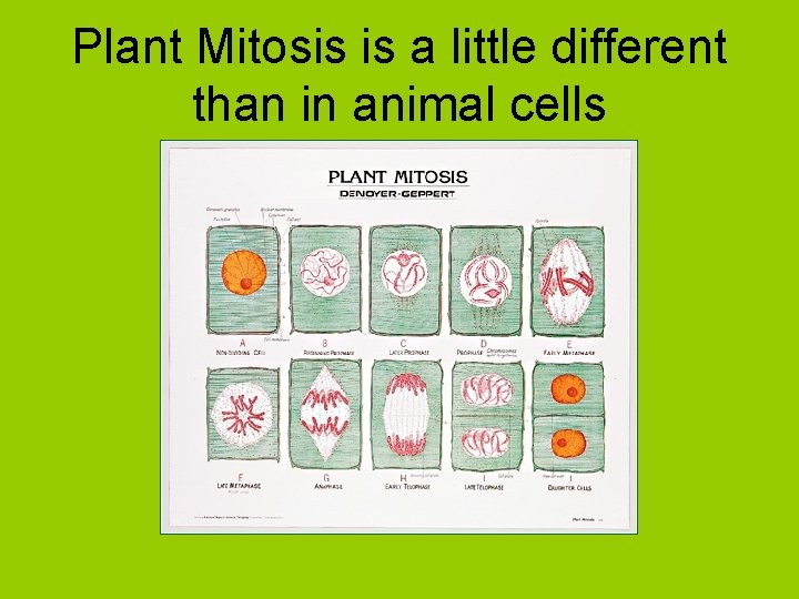 Plant Mitosis is a little different than in animal cells 
